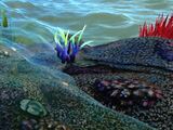 Reefbackweed.jpeg
