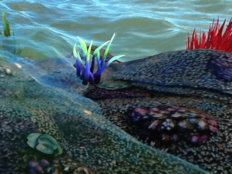 File:Reefbackweed.jpeg