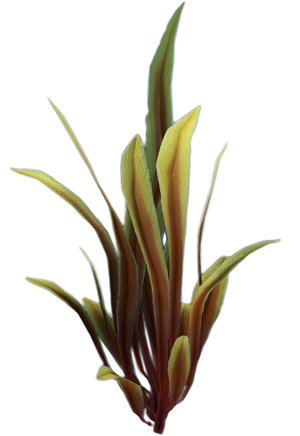 Spotted Reed Relative Flora.png