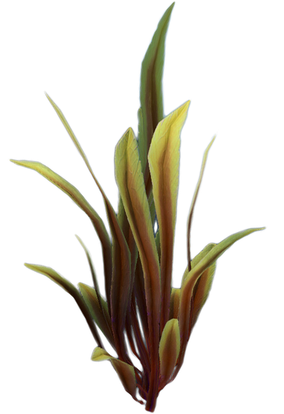 File:Spotted Reed Relative Flora.png