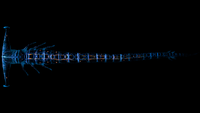 Bioluminescence, dorsal view