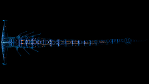 GL Dorsal Night.png