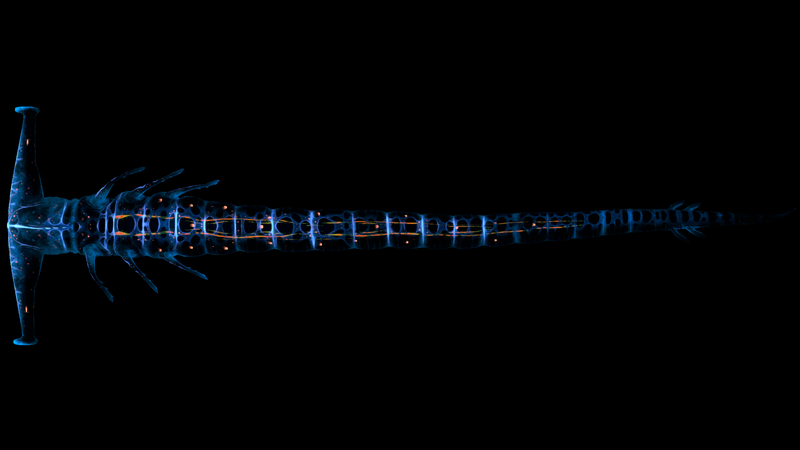 File:GL Dorsal Night.png
