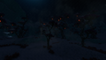 Night overview of the forest