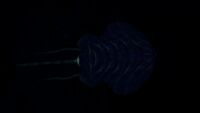 Further Reefback bioluminescence