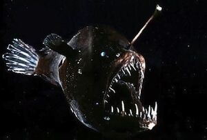 Angler-Fish.jpg