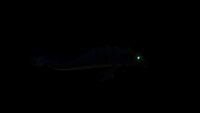 Boneshark
