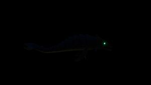 Boneshark7.jpg
