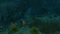 Some of the unnamed Flora in the Crag Field
