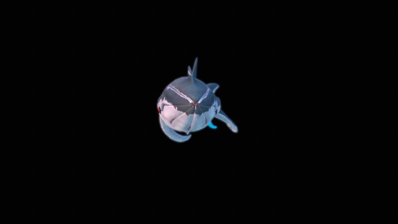 File:SquidsharkFront.jpg