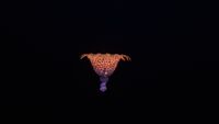 Radiant Sieve Coral