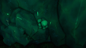 GBUnderwater Icebubble.png