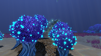 A small cluster of Koosh Bushes