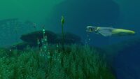 A Brute Shark in the Lilypad Islands