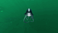 Cutefish doing a backflip