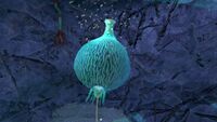 Closeup of the bubble at the top of the stalk