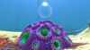 Purple Brain Coral 10.jpg