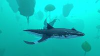 A squidshark in the Lilypad Islands