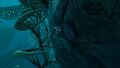 Blue Table Coral in the Twisty Bridges