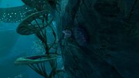 Blue Table Coral in the Twisty Bridges
