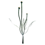 Glow Fungus Flora.png