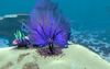 Life-form material purple fan.jpg