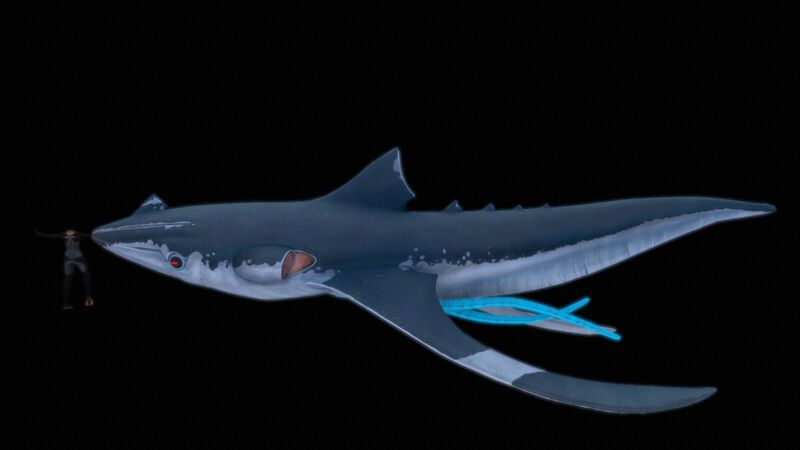 File:SquidsharkSizeRef.jpg