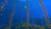 An Arctic Kelp Forest bordering the Thermal Spires