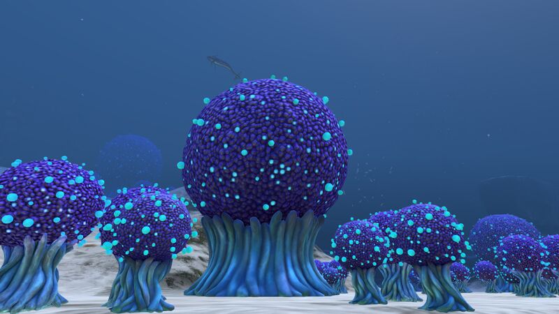 File:Koosh Bush (01).jpg