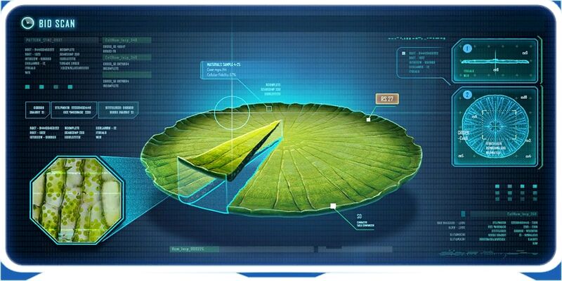 File:Mature Lily Pad Ency.jpg