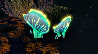 Two Sea Crowns in the Dunes Caves