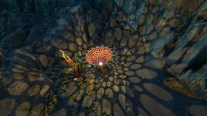Bowl Plant Flora.jpg