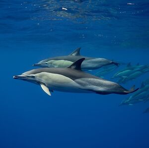 Common Dolphins.jpg
