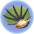 Pygmy Fan Seed.png