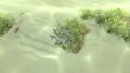 Quartz Crystals are Often Hidden in Seaweed Bushes