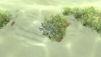Quartz crystals are often hidden in sea grass on the seabed