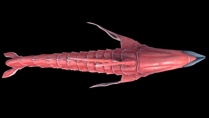File:Chelicerate2.jpg