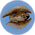 Cooked Feather Fish.png