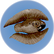 Cooked Feather Fish.png