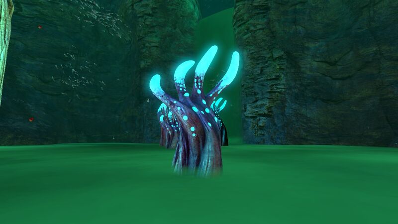 File:Crab Claw Kelp-p.jpg