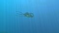 A lonely Reefback.