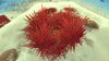 Blood grass - grassy plateaus.jpg