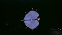 Bladderfish