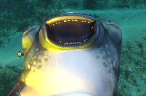 Happy laughing cuddlefish.jpg