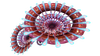 Red Cone Plant Flora.png