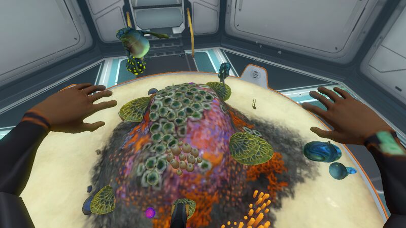 File:BabyGasopod.jpeg