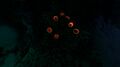 Brown Coral Tubes are bioluminescent