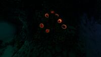 Brown Coral Tubes are bioluminescent