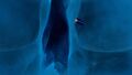 Another part of an iceberg cave, with a bladderfish