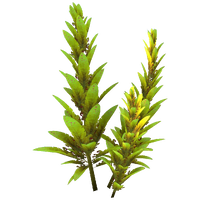 Violet Beau Relative Flora.png